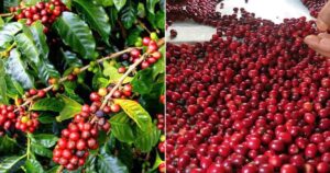 Coffea arabica Nepal Wholesale